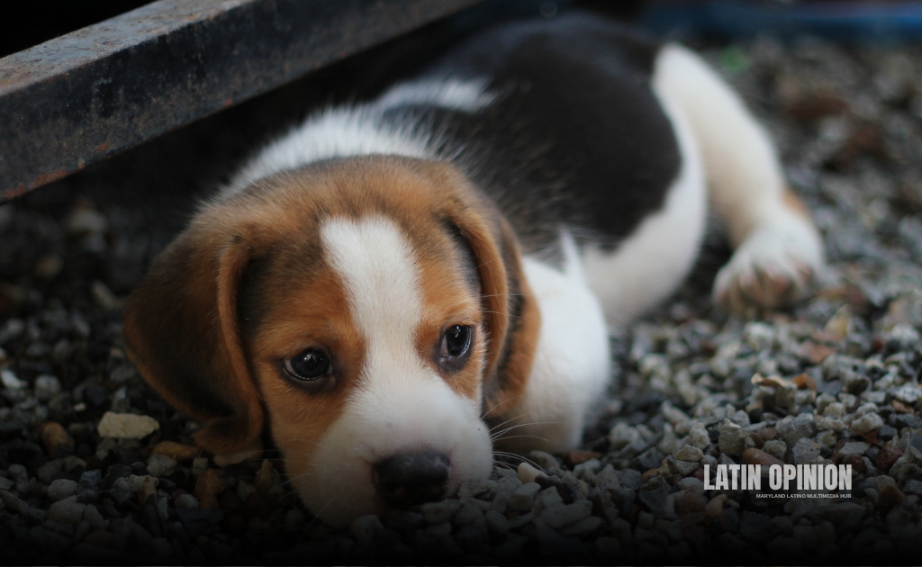Cada 2 minutos y medio se sacrifica un perro en los E.E. UU. por falta de un hogar