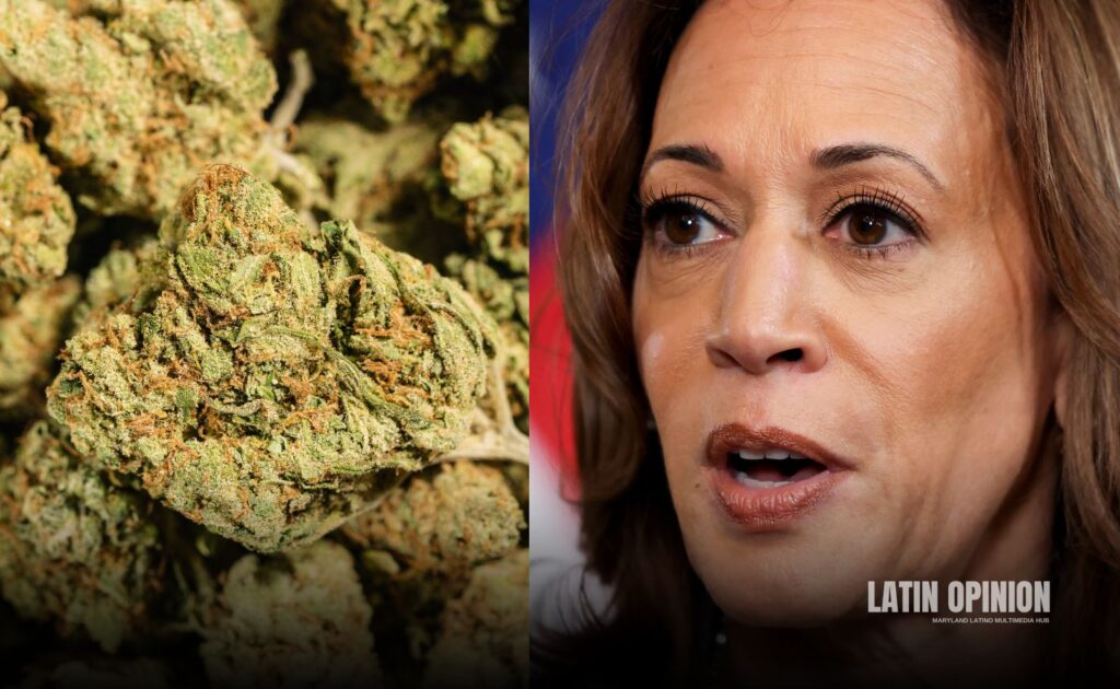 Harris promete legalizar marihuana