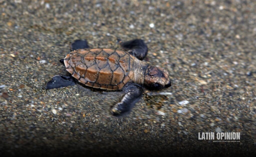 WWF alerta caída catastrófica en vertebrados 2024