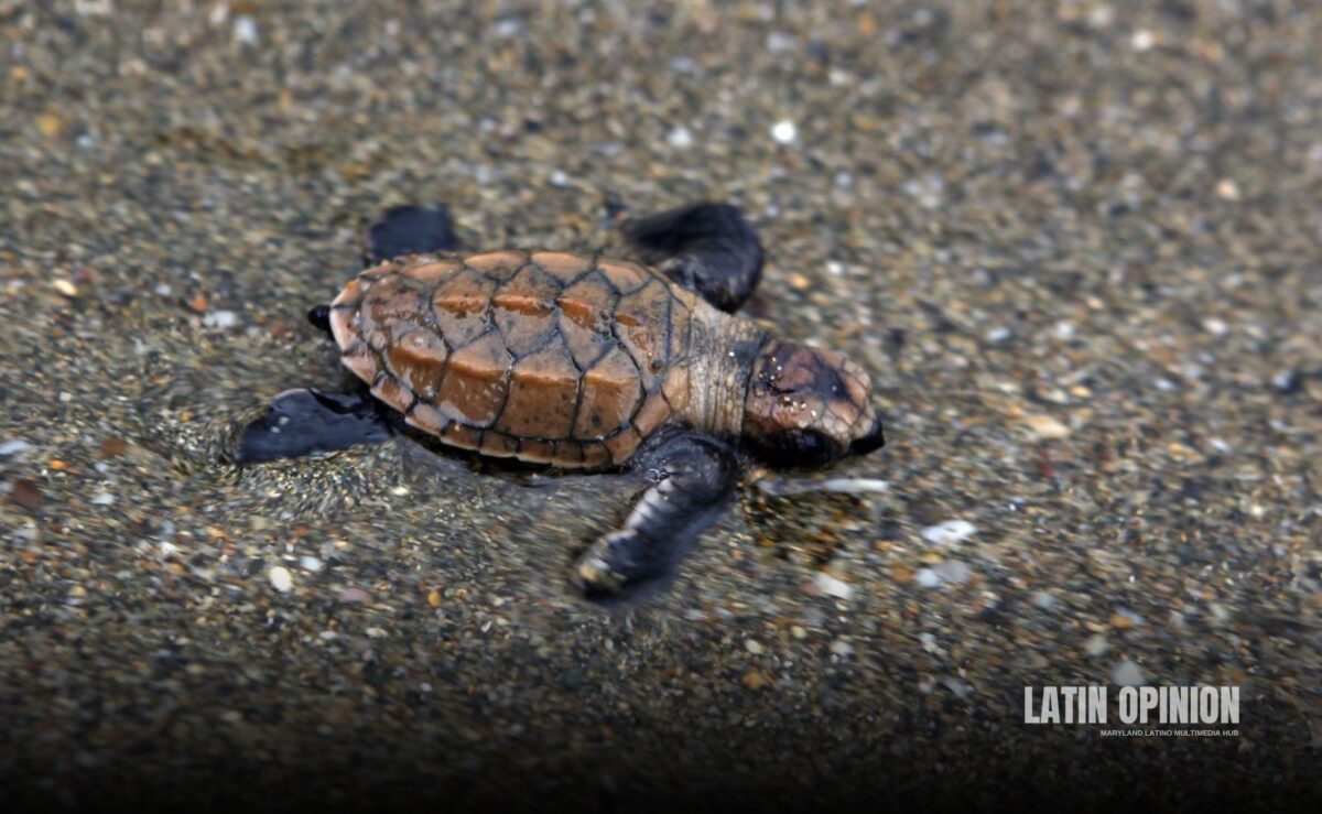 WWF Alerta Caída Catastrófica En Vertebrados 2024