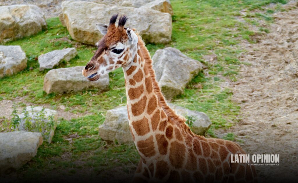 zoológico de Maryland