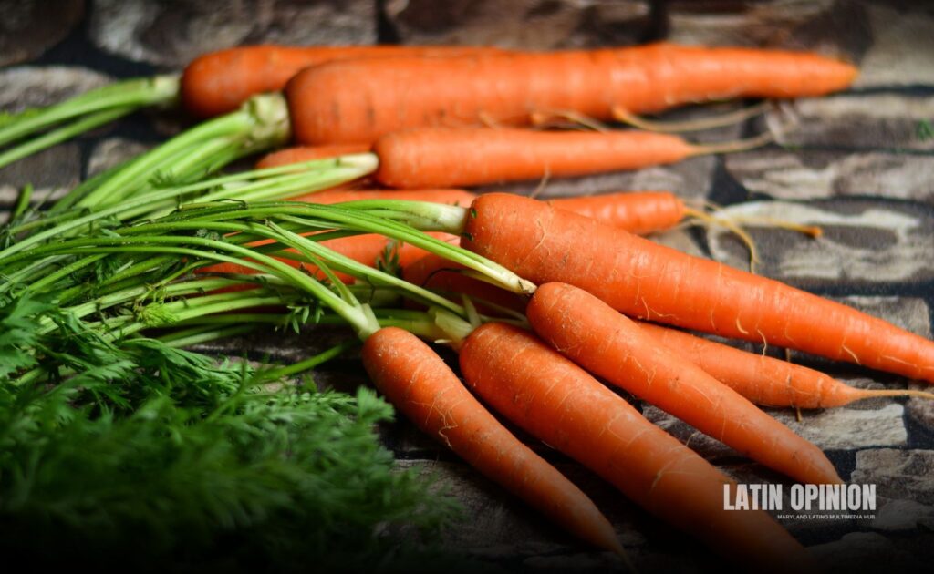 brote bacteriano en zanahorias