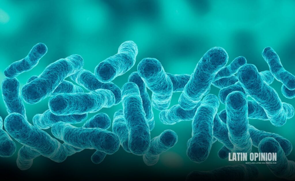 bacteria Legionella