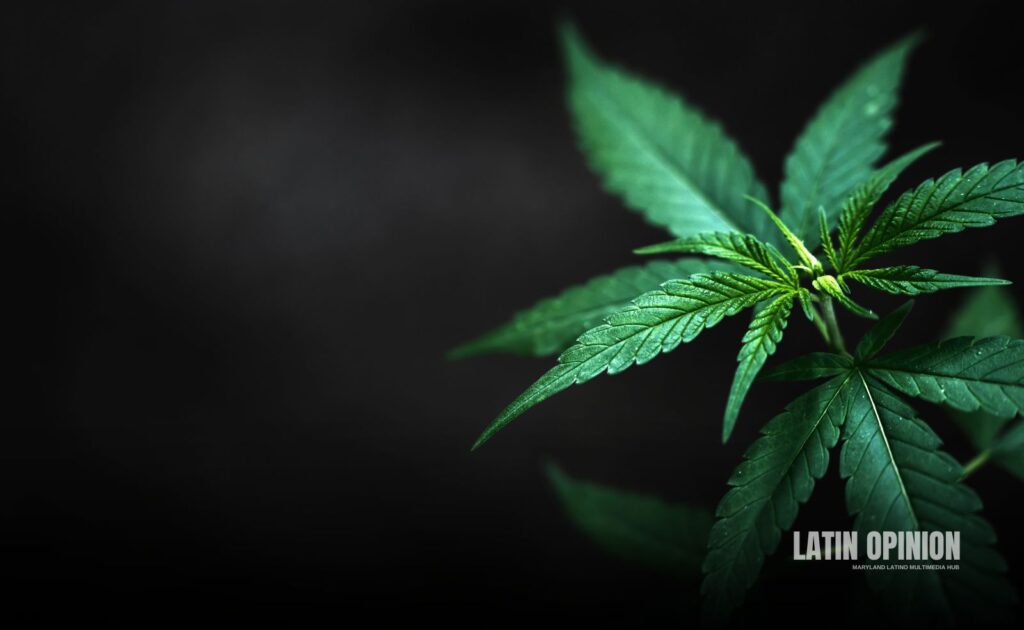 consumo crónico de marihuana