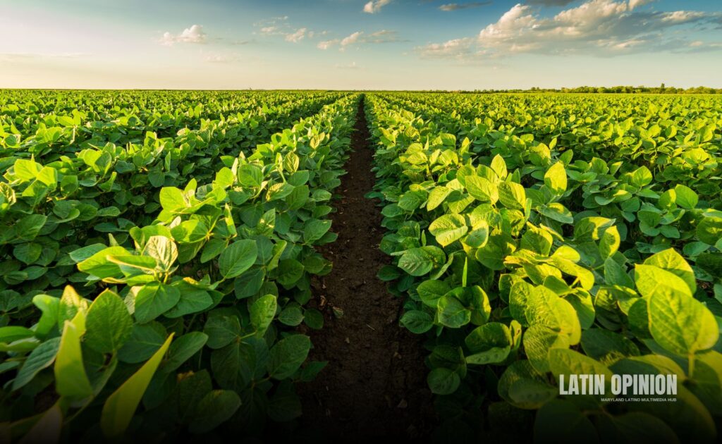 Comerciantes de Maryland