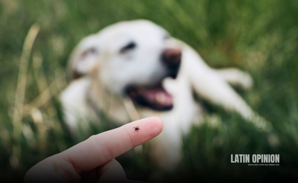 garrapatas en Maryland