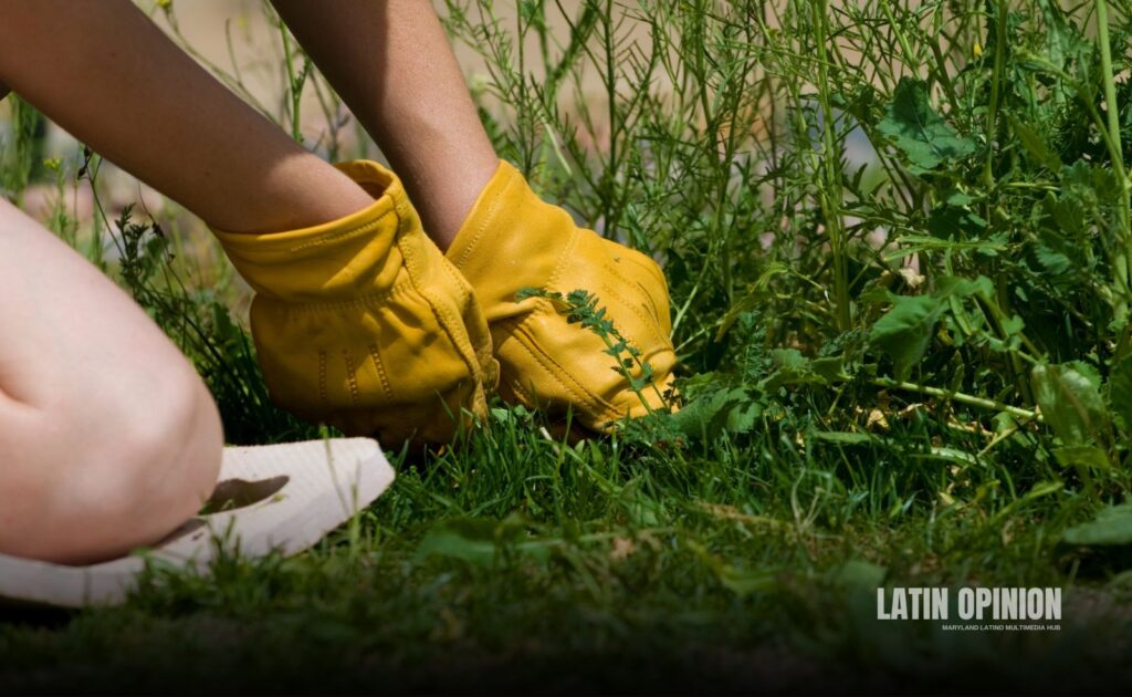 maleza que cubre aceras