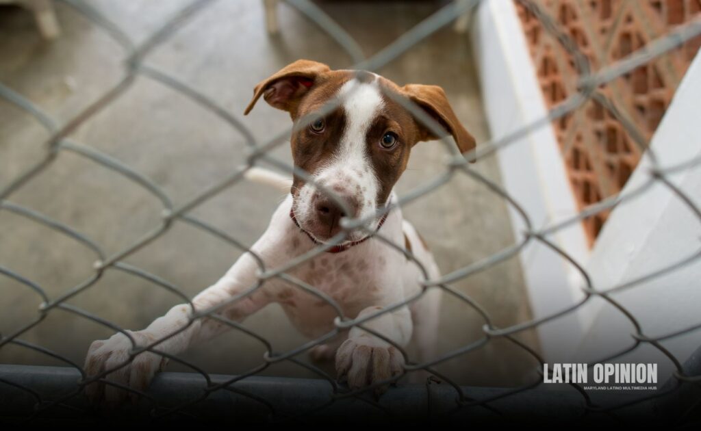 Mascotas de migrantes deportados