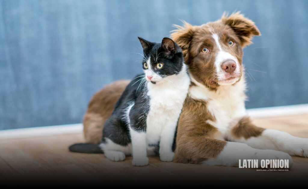 Cargos contra crematorios de mascotas