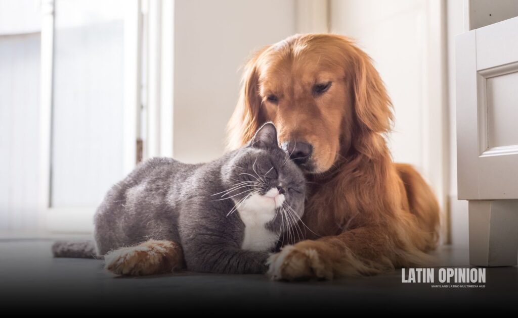 protección animal