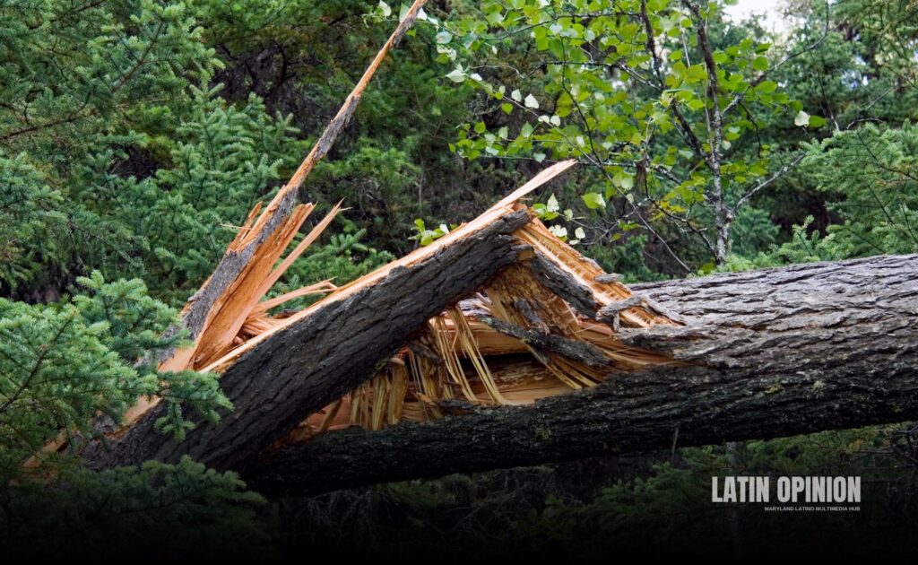 Tormentas en Maryland arrancan árboles y causan daños