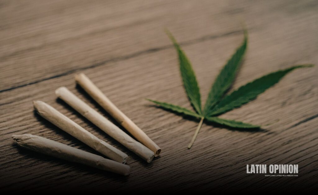 33 kilos de cannabis