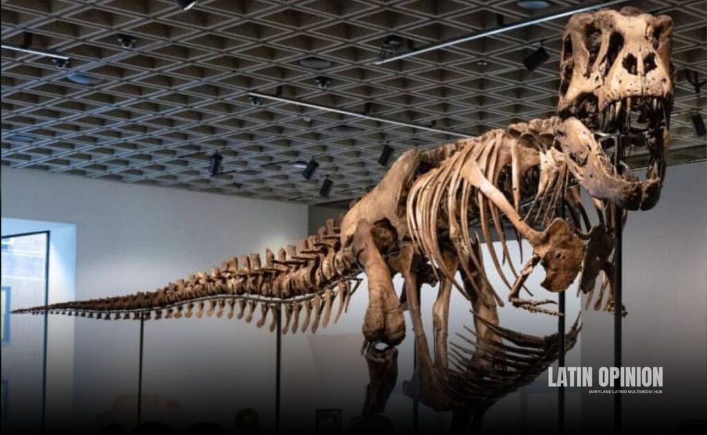 Esqueleto de T. Rex se vende por un récord de 50,1 millones de dólares Esqueleto de T. Rex