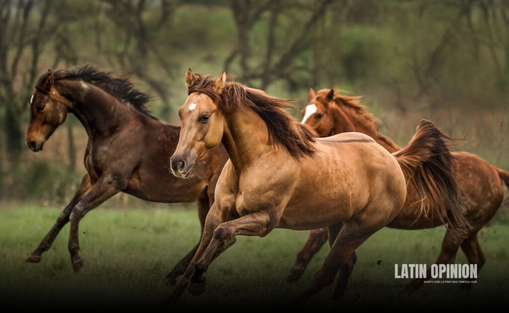 Muerte de caballos salvajes en Maryland desata pedidos de seguridad caballos