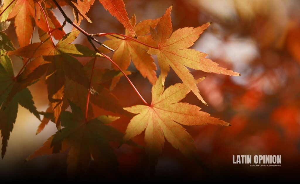 Maryland segundo mejor lugar de EEUU para visitar en otoño otoño