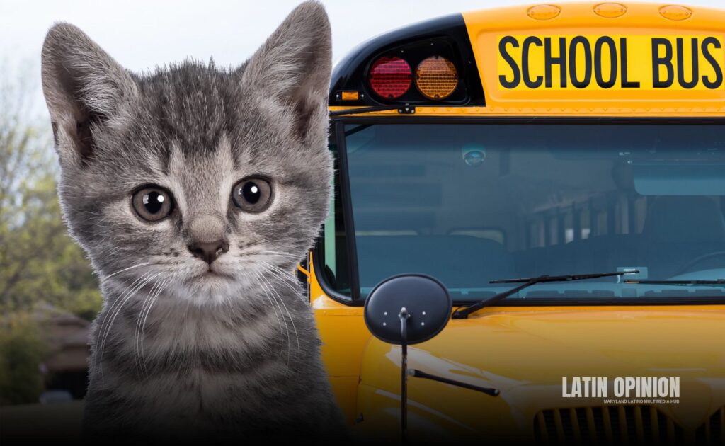 Niño que rescató a gatito exige restituir a conductora de bus despedida